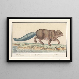 Anselmus Botius de Boodt - Bever Castor Castoor Castor Castor.webp