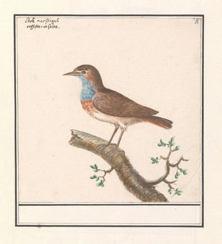 Blauwborst Luscinia svecica - Anselmus Botius de Boodt
