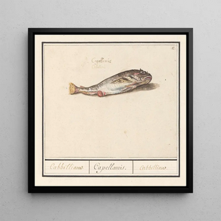 Cabillaud Gadus morhua, Cabbilliauw, Capellamis, Cabbilliau - Anselmus Botius de Boodt