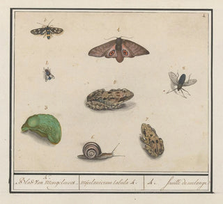 Ensemble d'histoire naturelle n° 4, 4 Feuille de mélange - Anselmus Botius de Boodt