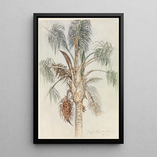 Ferdinand Keller - Krone einer Palme Syagrus macrocarpa in Juiz de Fora.webp