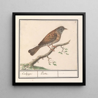 Heggenmus Prunella modularis - Anselmus Botius de Boodt