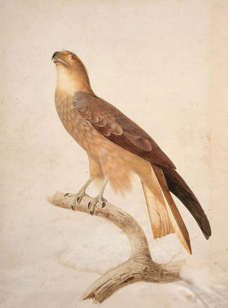 Jacques Barraband - Black kite.webp