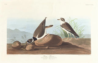 John James Audubon - Ring plover.webp