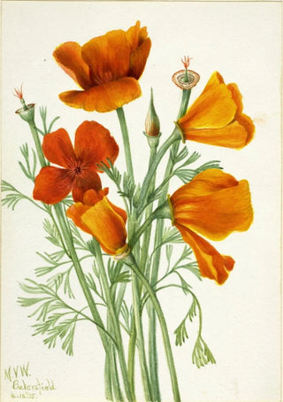 Mary Vaux Walcott - California Poppy Eschscholtzia californica.webp