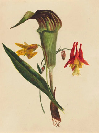 Mary Vaux Walcott - Jack in the Pulpit.webp