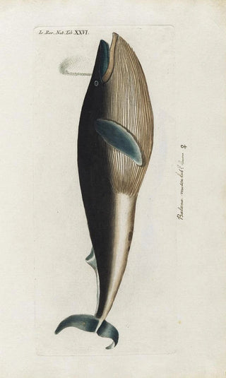 Peder Ascanius - Icones rerum naturalium ou figures enlumines dhistoire naturelle du nord Pl26.webp