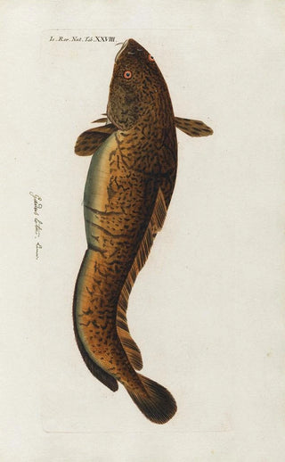 Peder Ascanius - Icones rerum naturalium ou figures enlumines dhistoire naturelle du nord Pl28.webp