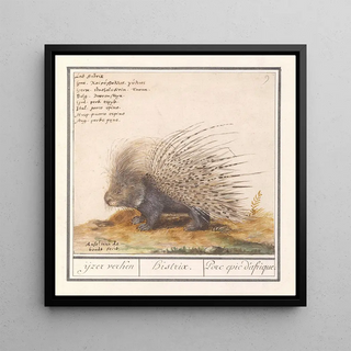 Porc-épic commun Hystrix cristata, fer explorateur Histrix Porc épic d'Afrique - Anselmus Botius de Boodt