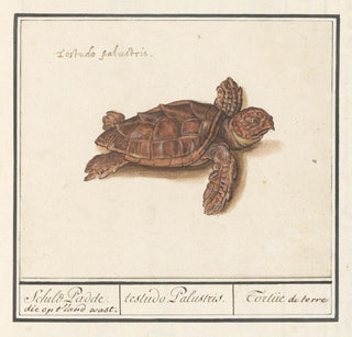 Tortue de mer Cheloniidae tortue de terre testudo Palustris - Anselmus Botius de Boodt