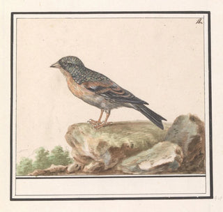 Anselmus Botius de Boodt - Vink Fringilla.webp